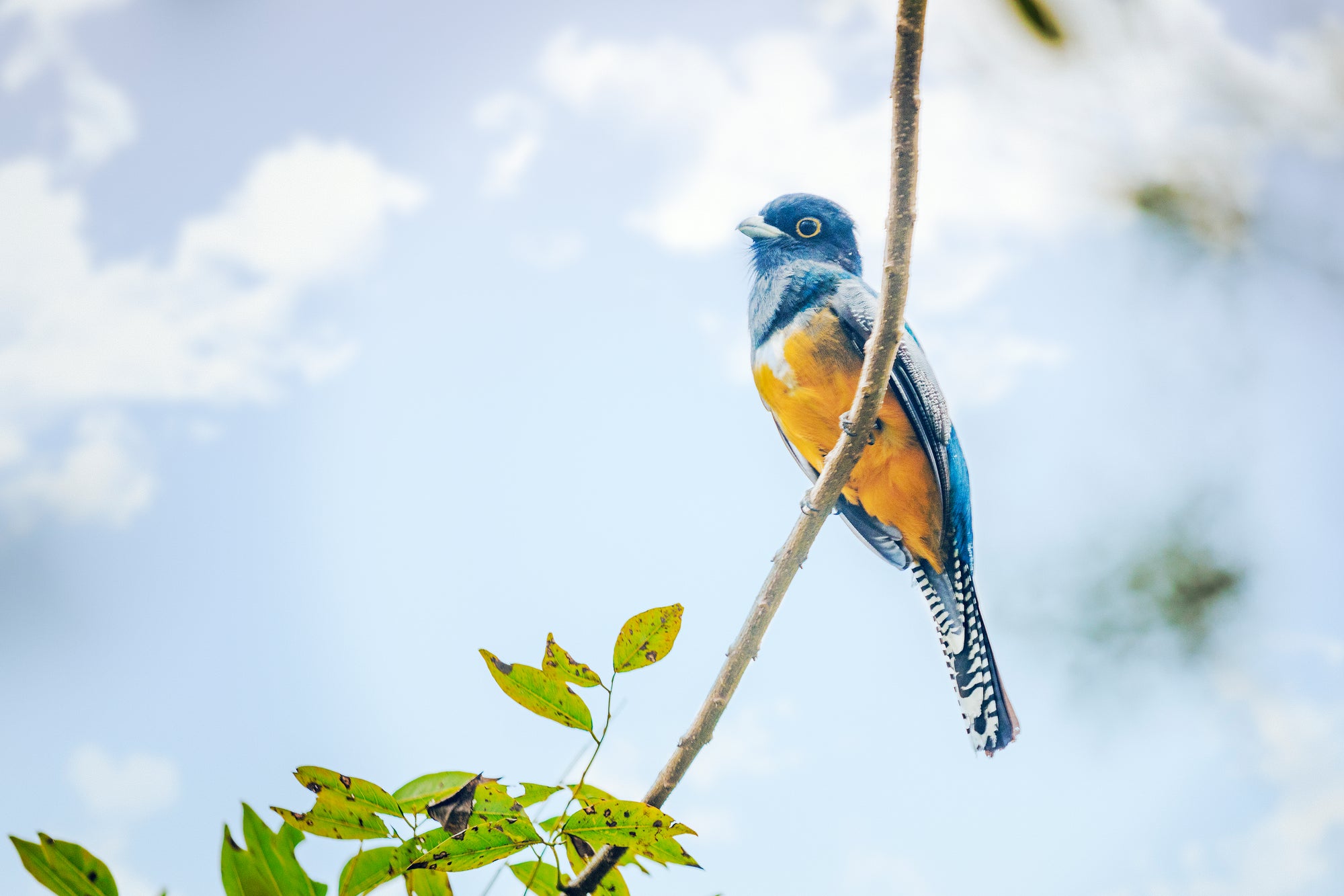 Nayara Gardens : Complimentary Nature Walk