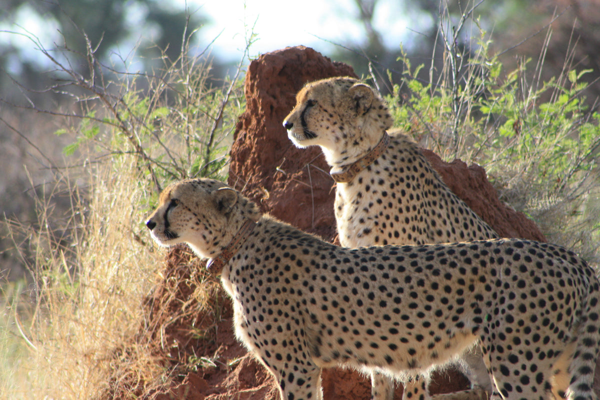 Cheetah Conservation Fund