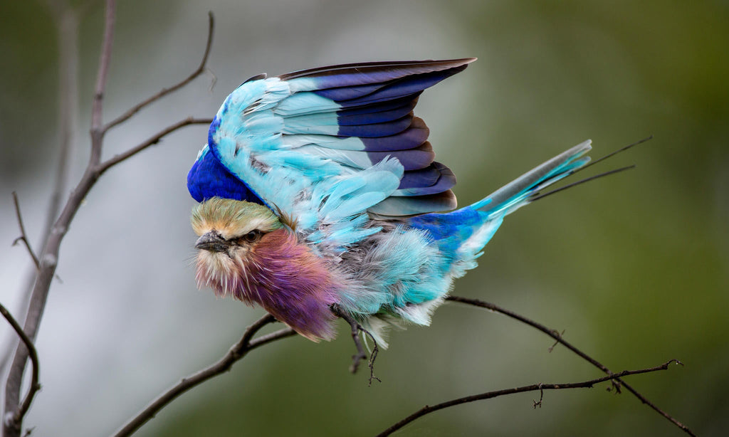 Bird Watching gallery image 3