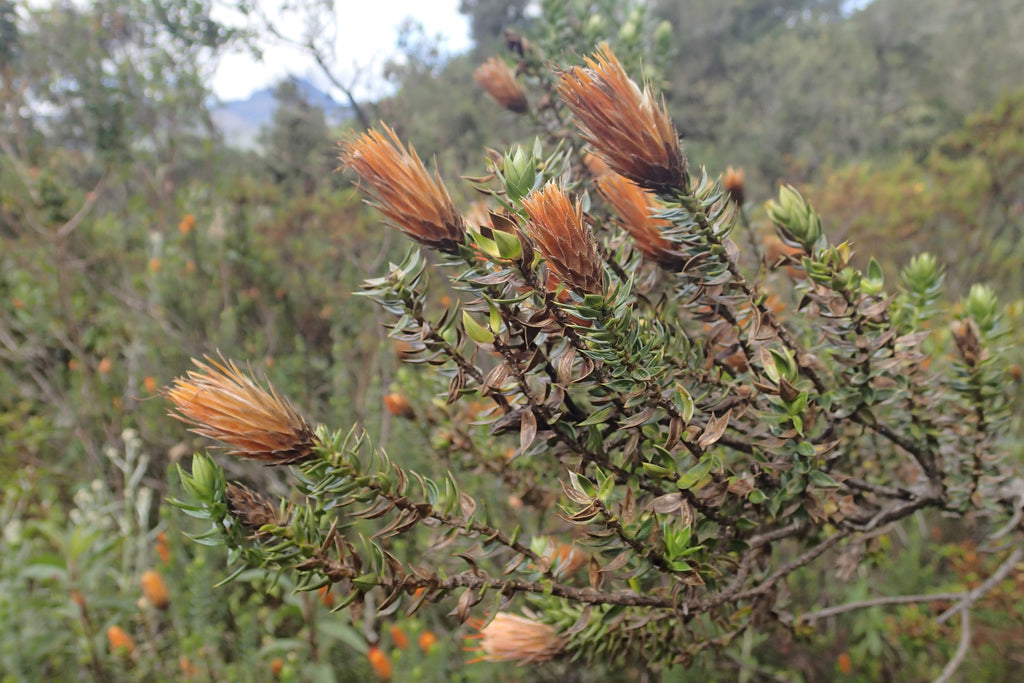 Chilcabamba Flora