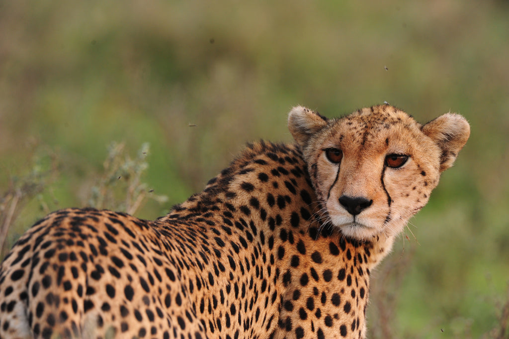 Wildlife - cheetah