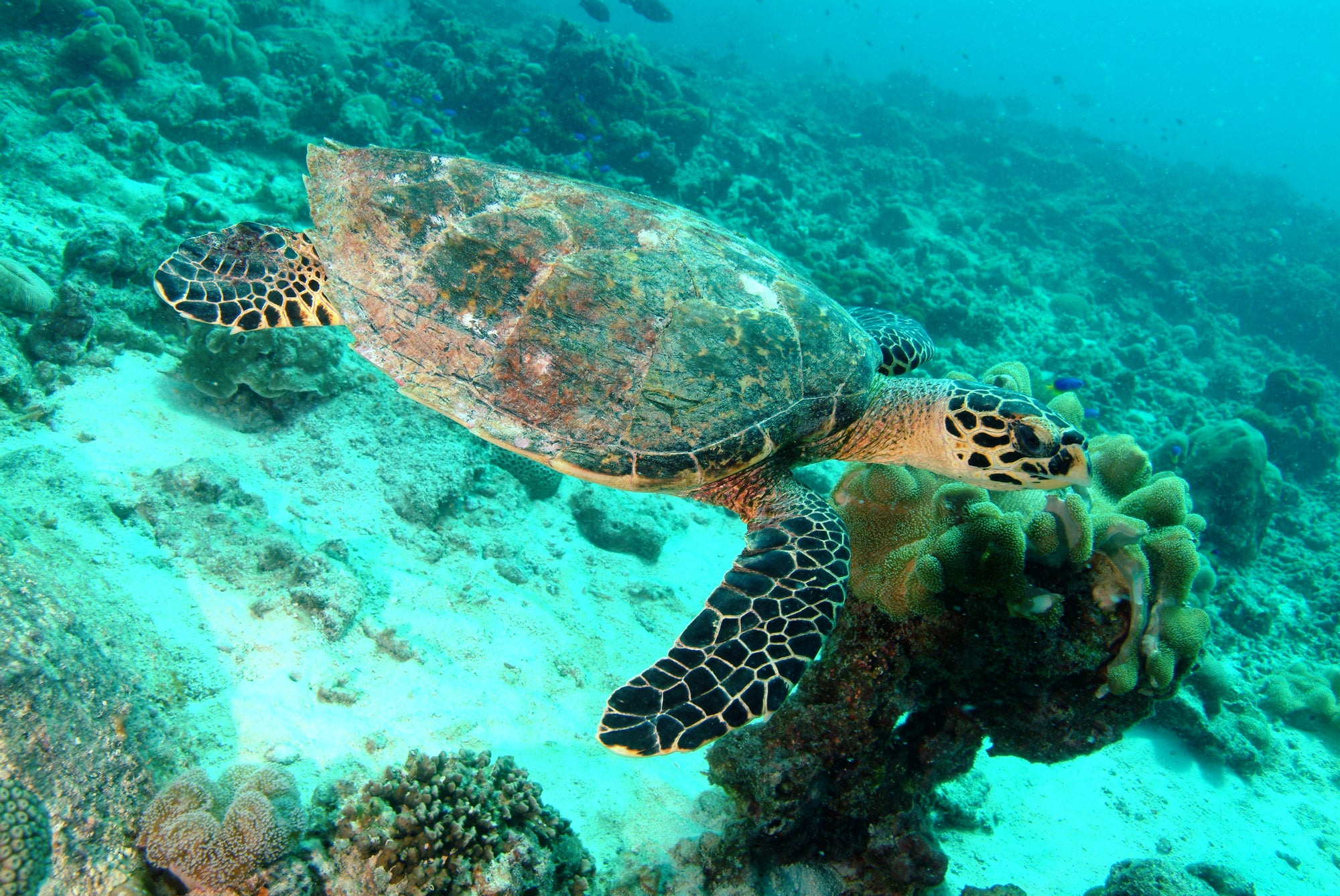 Savoy Seychelles Resort & Spa - Nearby Attractions