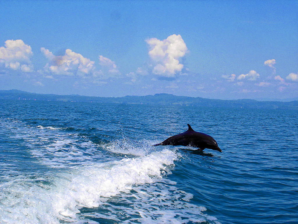 Dolphin & Whale watching - Not included