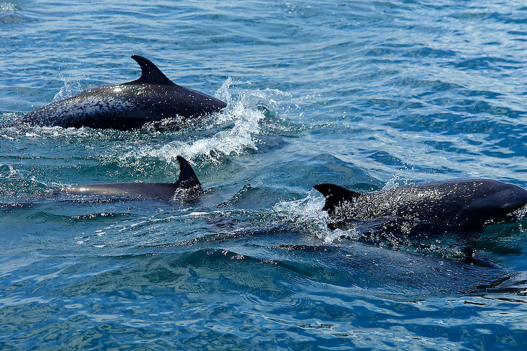 Dolphin & Whale watching - Not included