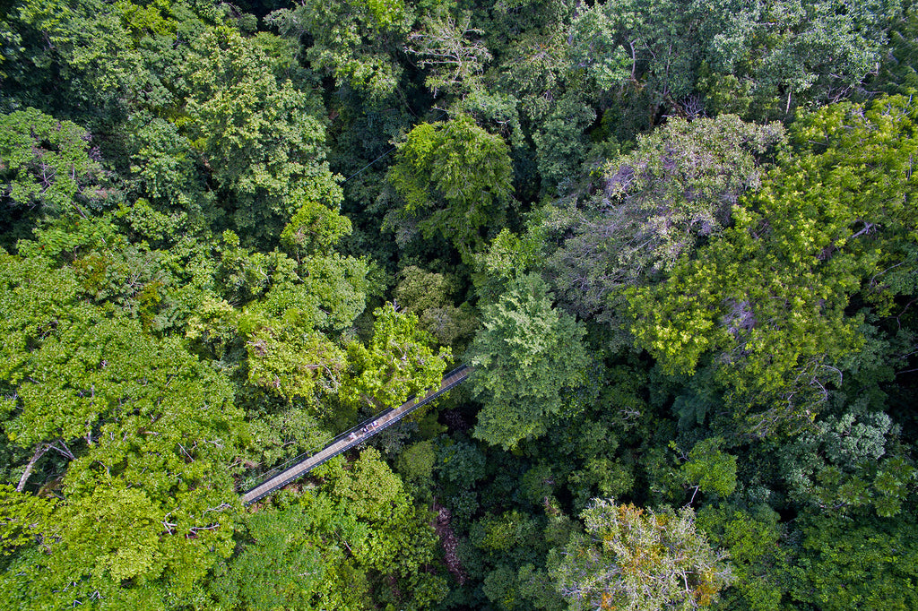 Hanging Bridges & Trails - Included