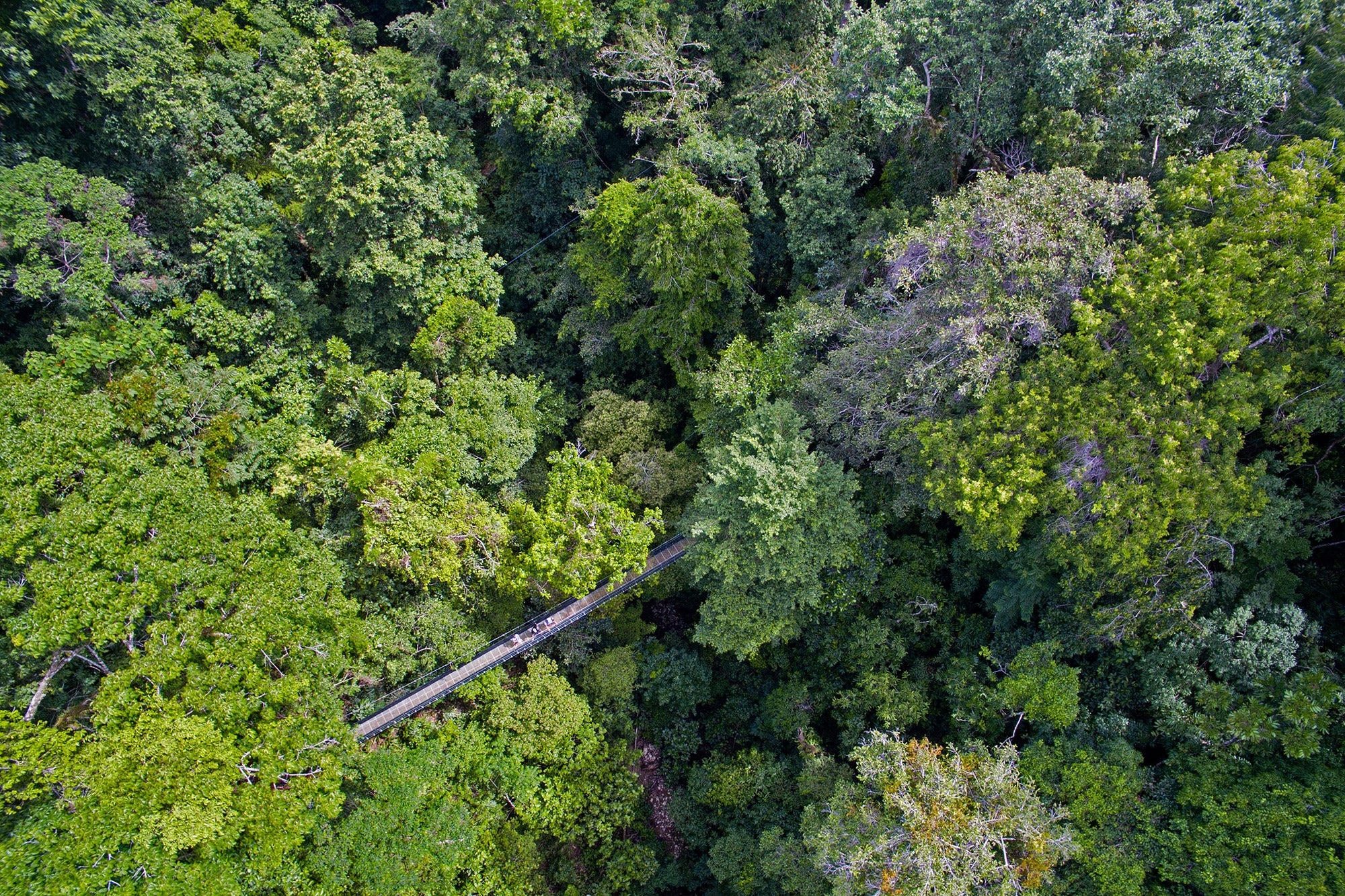 Hanging Bridges & Trails - Included