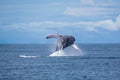 Dolphin & Whale watching - Not included
