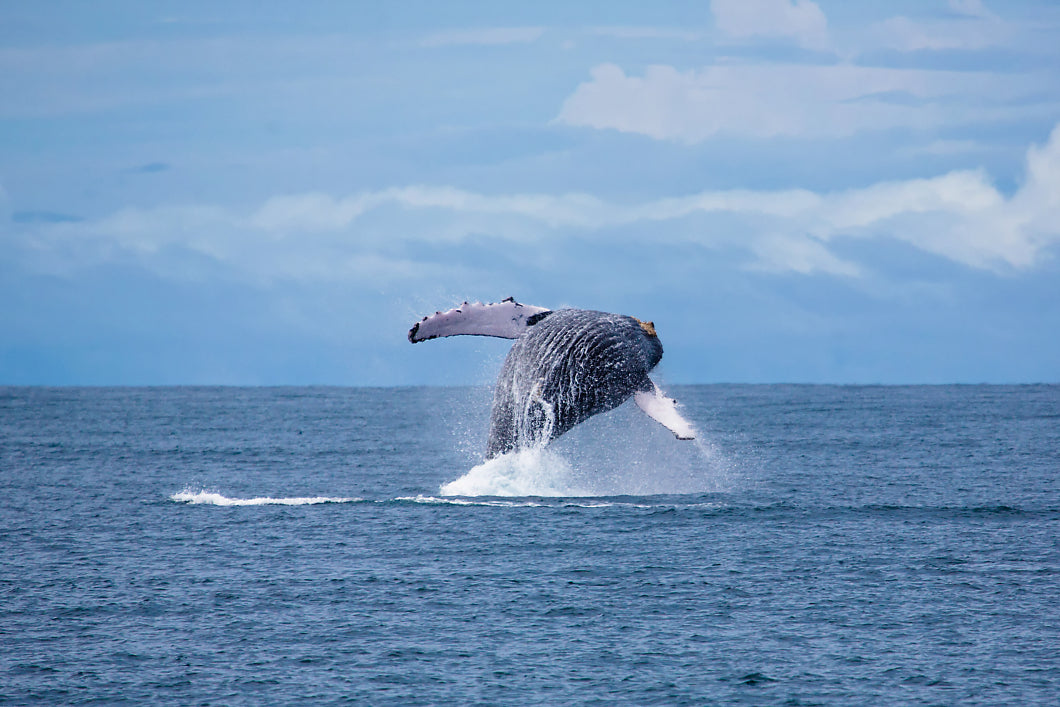 Dolphin & Whale watching - Not included