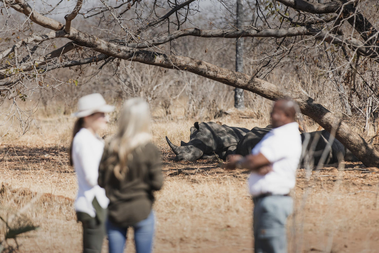 Wilderness Toka Leya – Rhino Encounter *