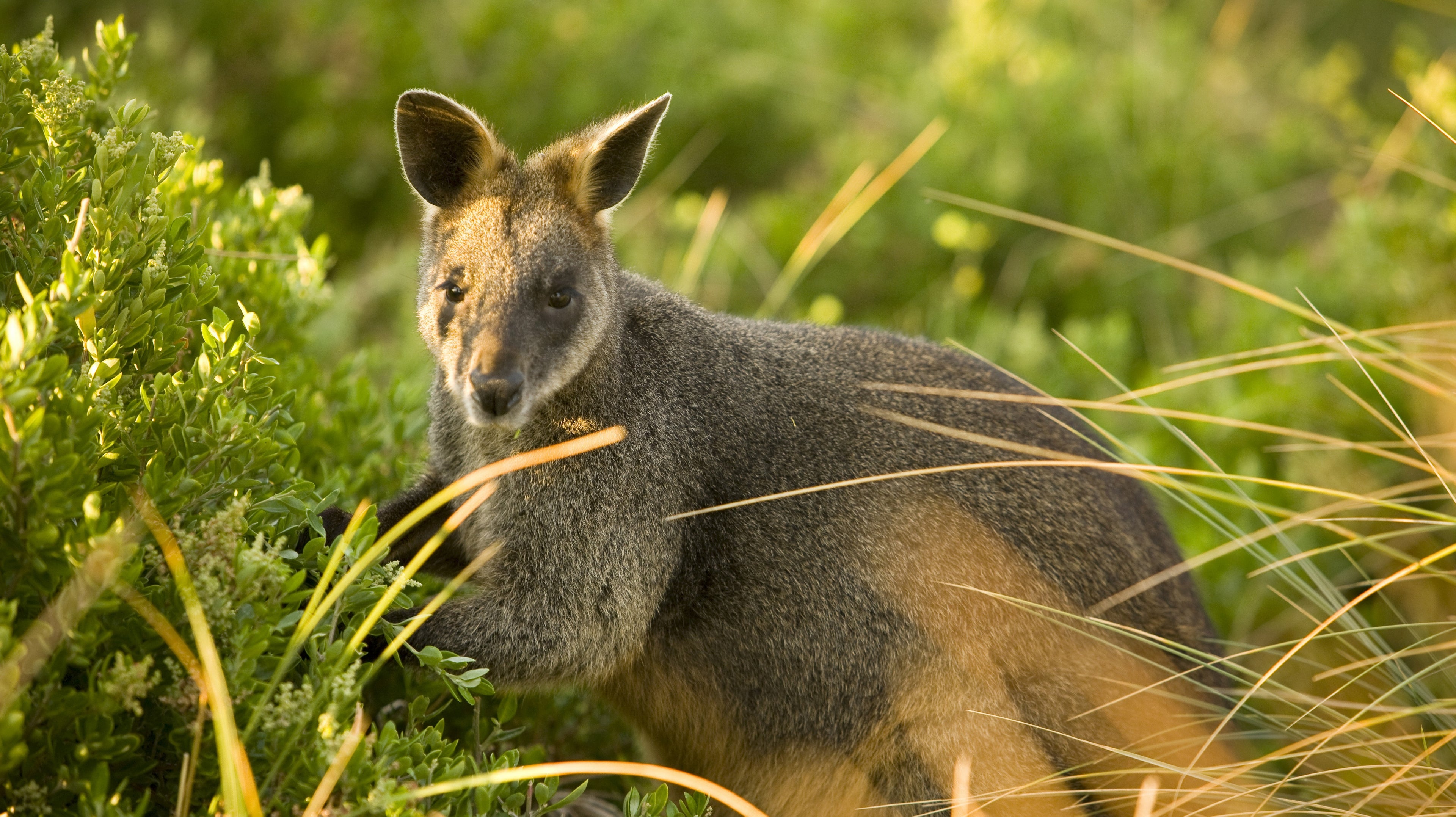 Tower Hill Wildlife Reserve