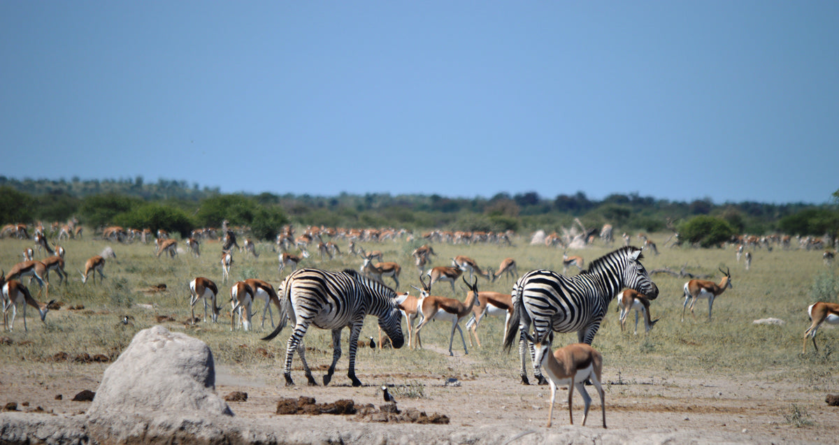 Golden Africa Safaris Nxai Pan Roving Camp