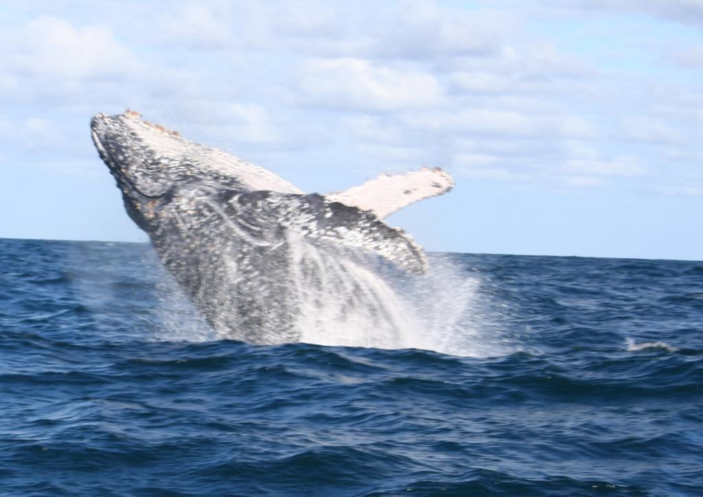 Whale watching from the lodge