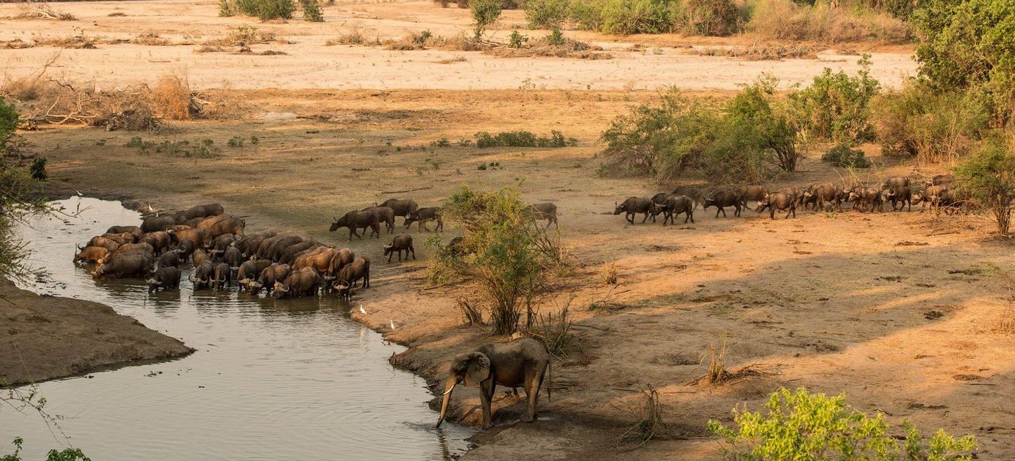 Buffalo drinking at the pan
