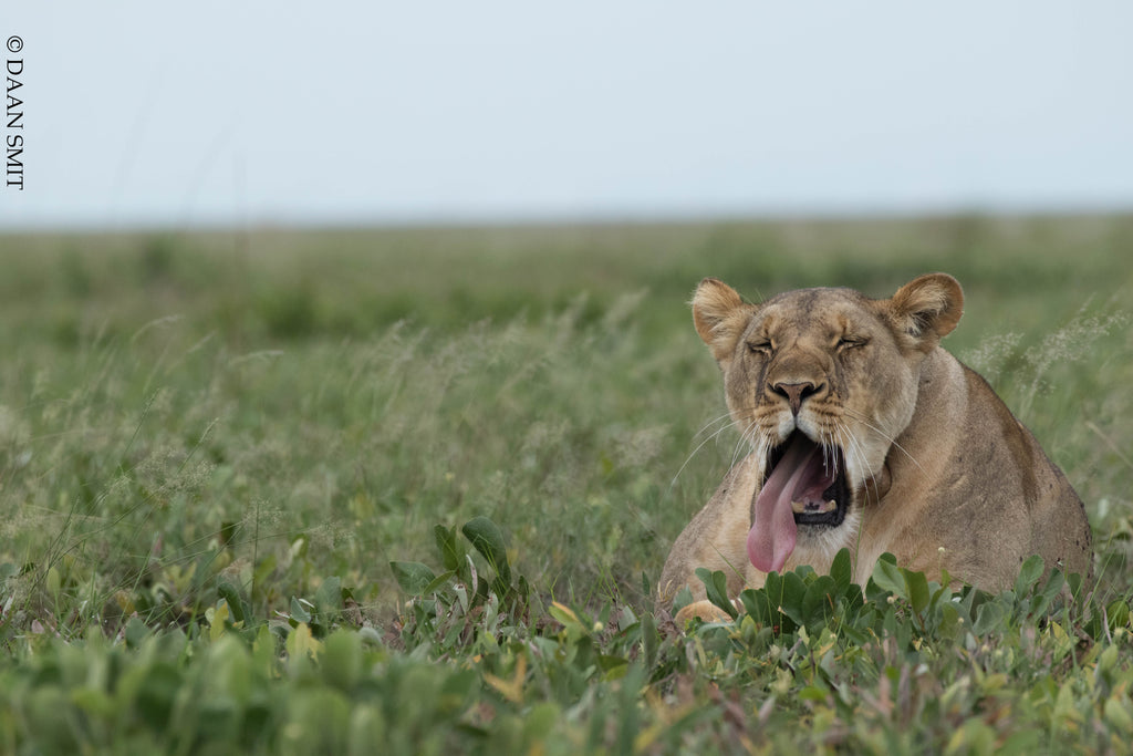 King Lewanika Lodge