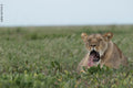 King Lewanika Lodge