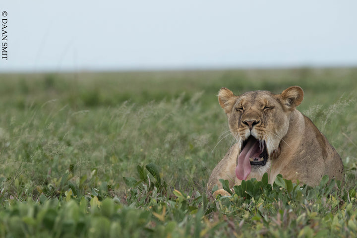 King Lewanika Lodge