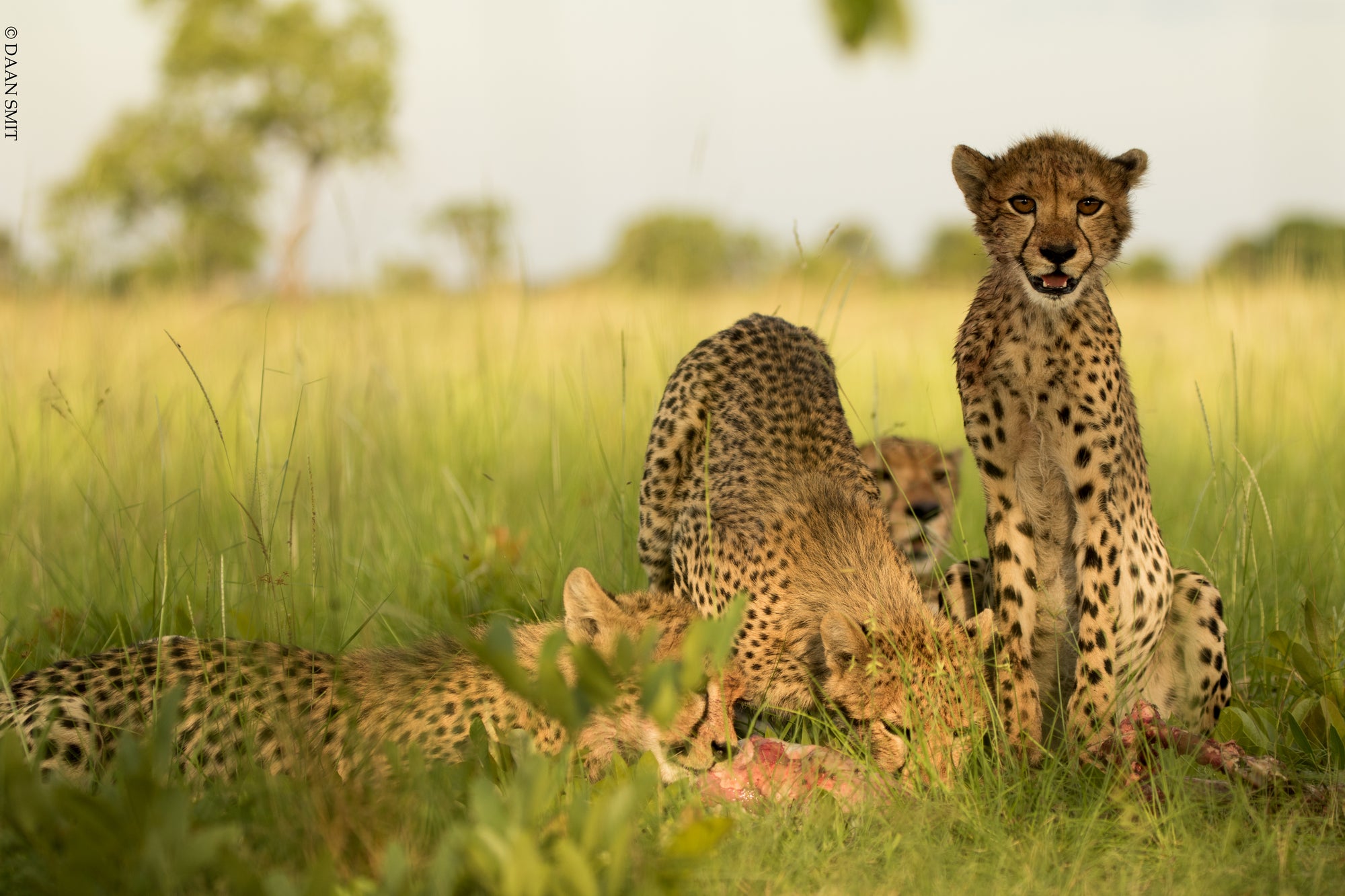 King Lewanika Lodge