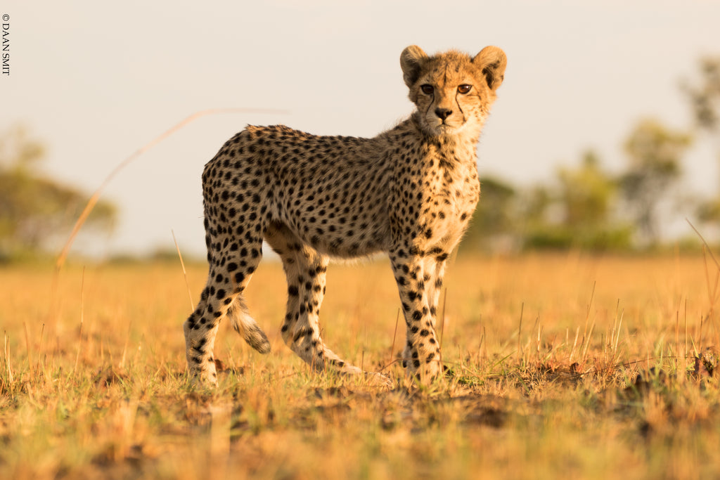 King Lewanika Lodge