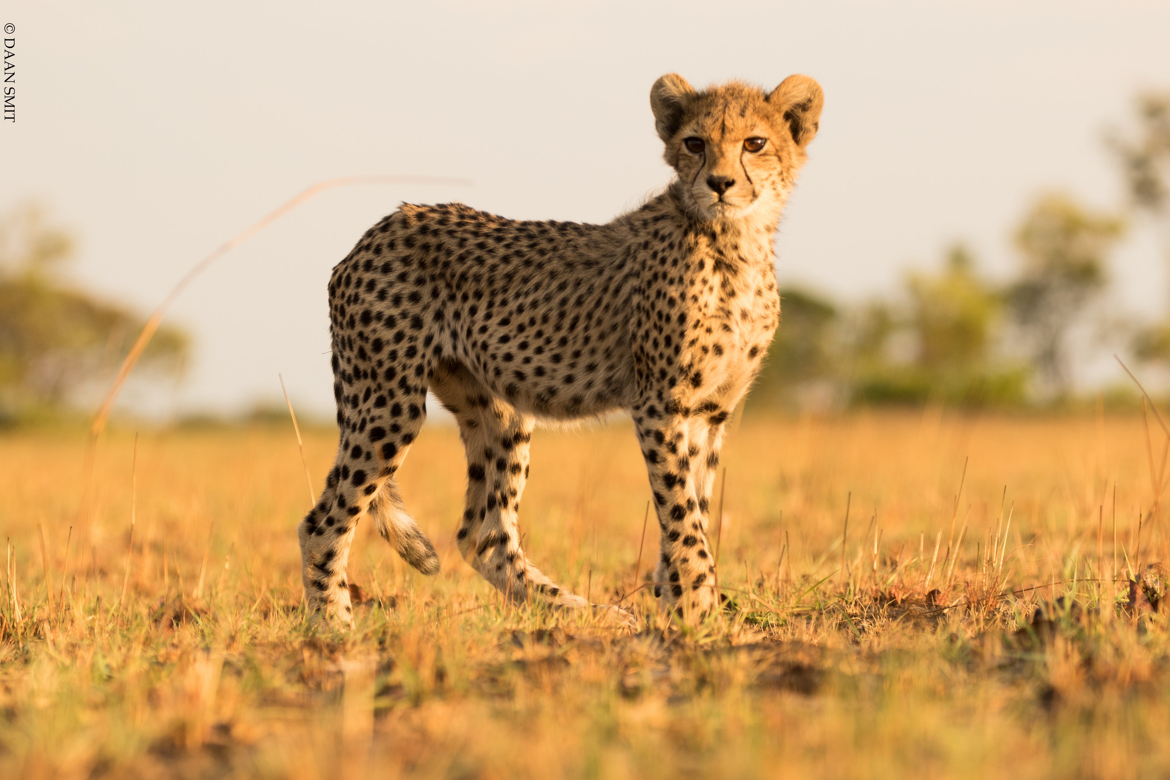 King Lewanika Lodge