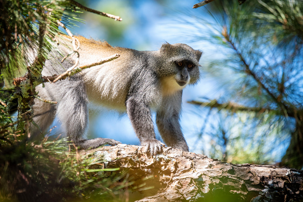 Samango monkey
