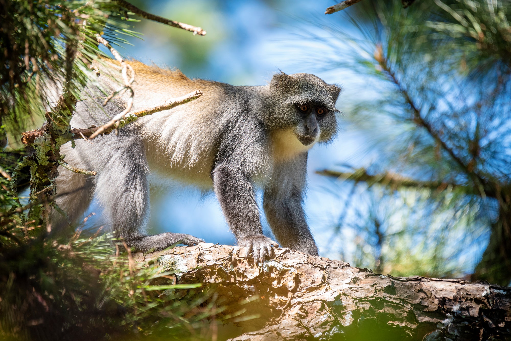 Samango monkey