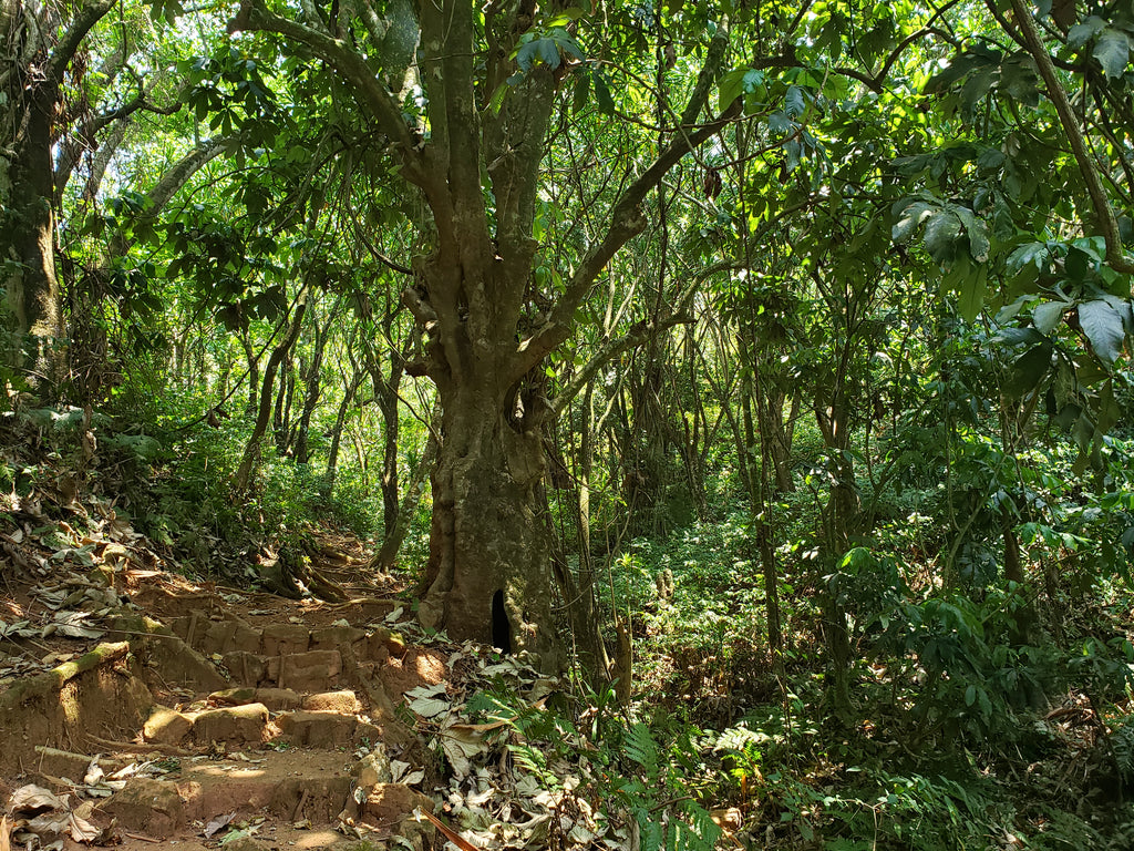 Inner trails