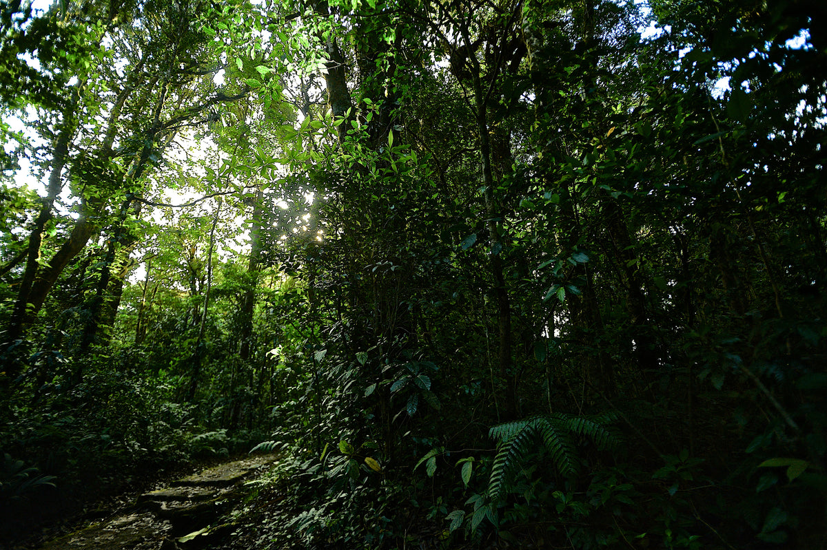 Santa Elena Reserve