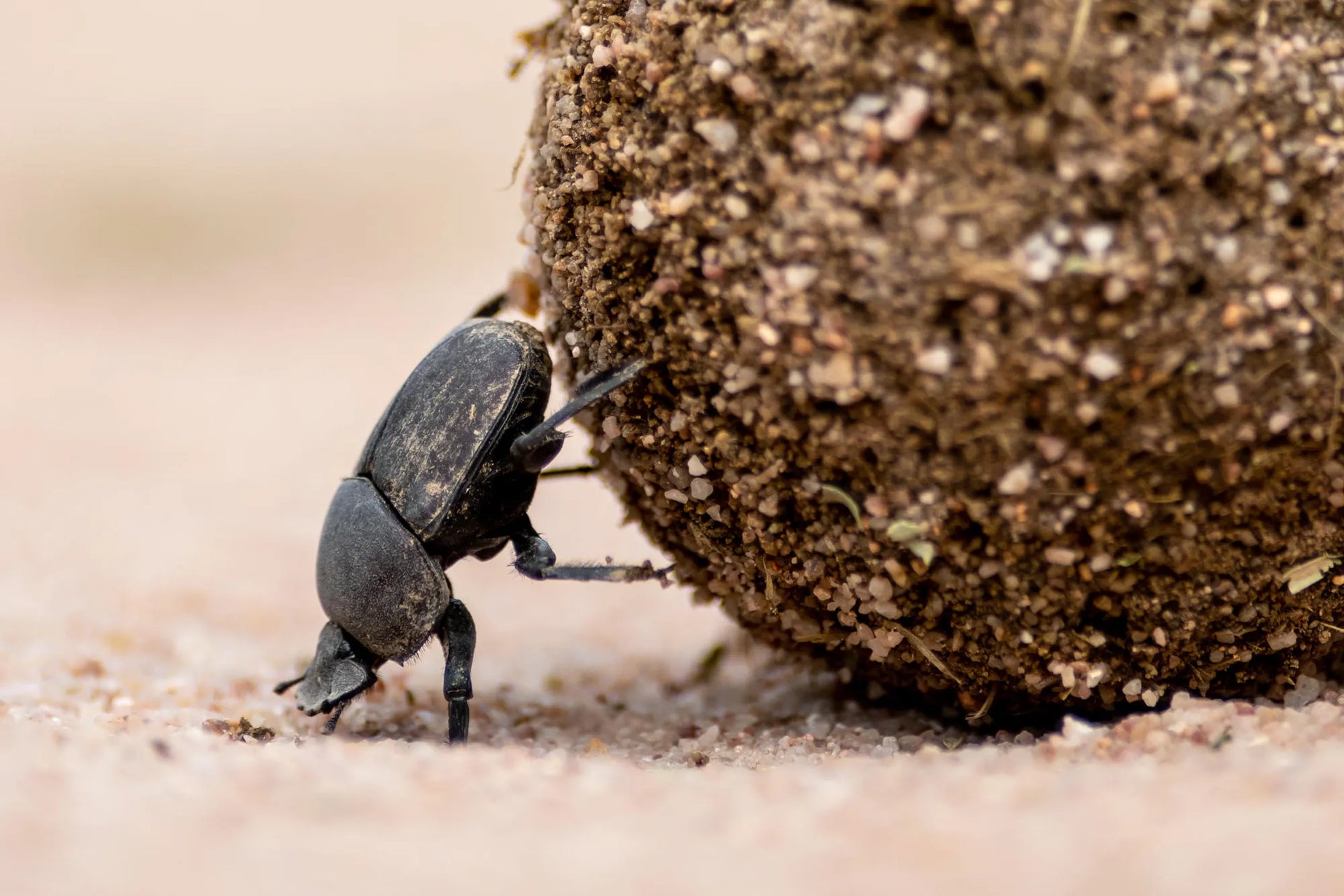 Dung Beetle at Singita Ebony Lodge, Sabi Sand Nature Reserve, South Africa.
