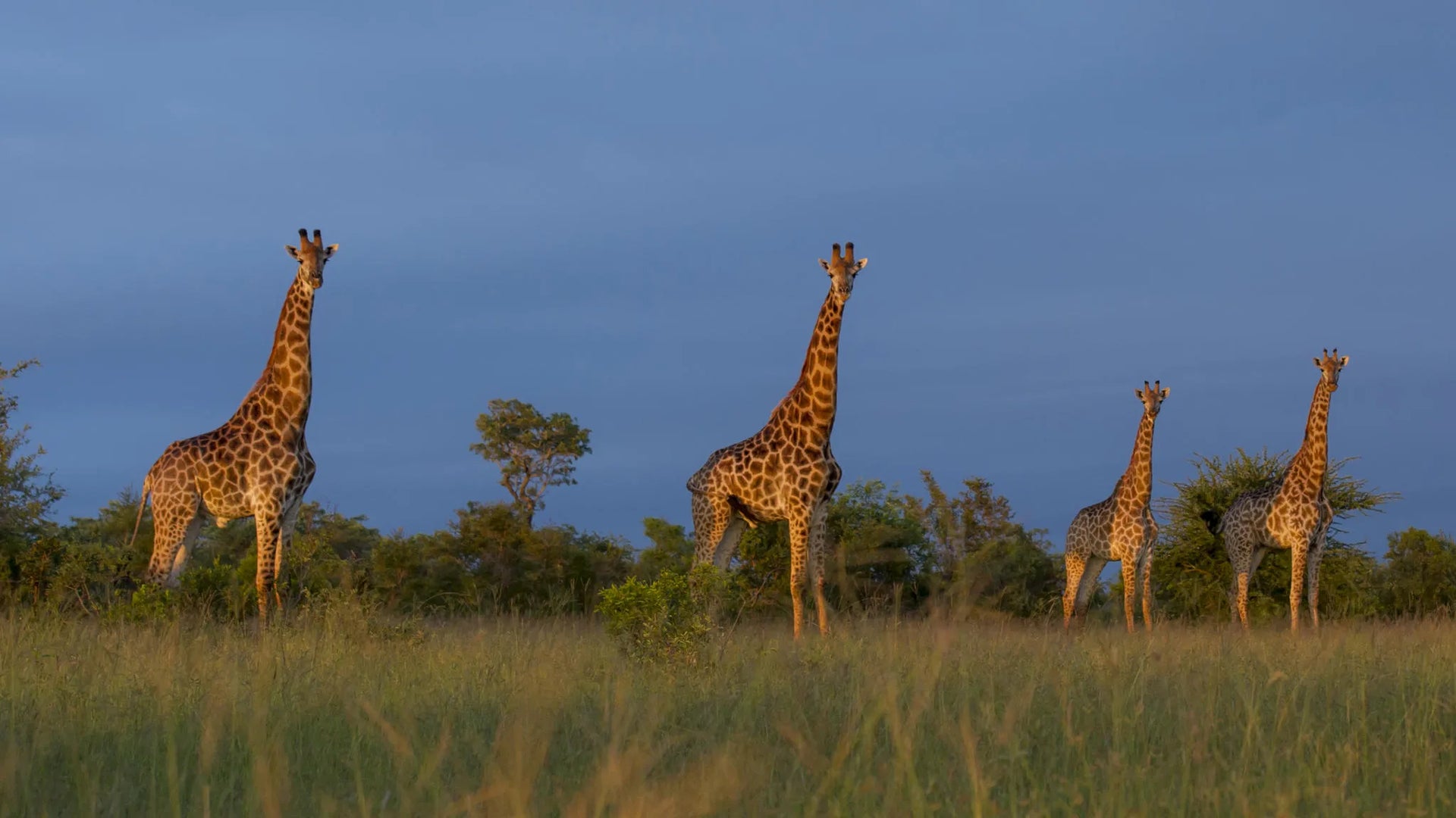 Singita Ebony Lodge at Singita Ebony Lodge, Sabi Sand Nature Reserve, South Africa.