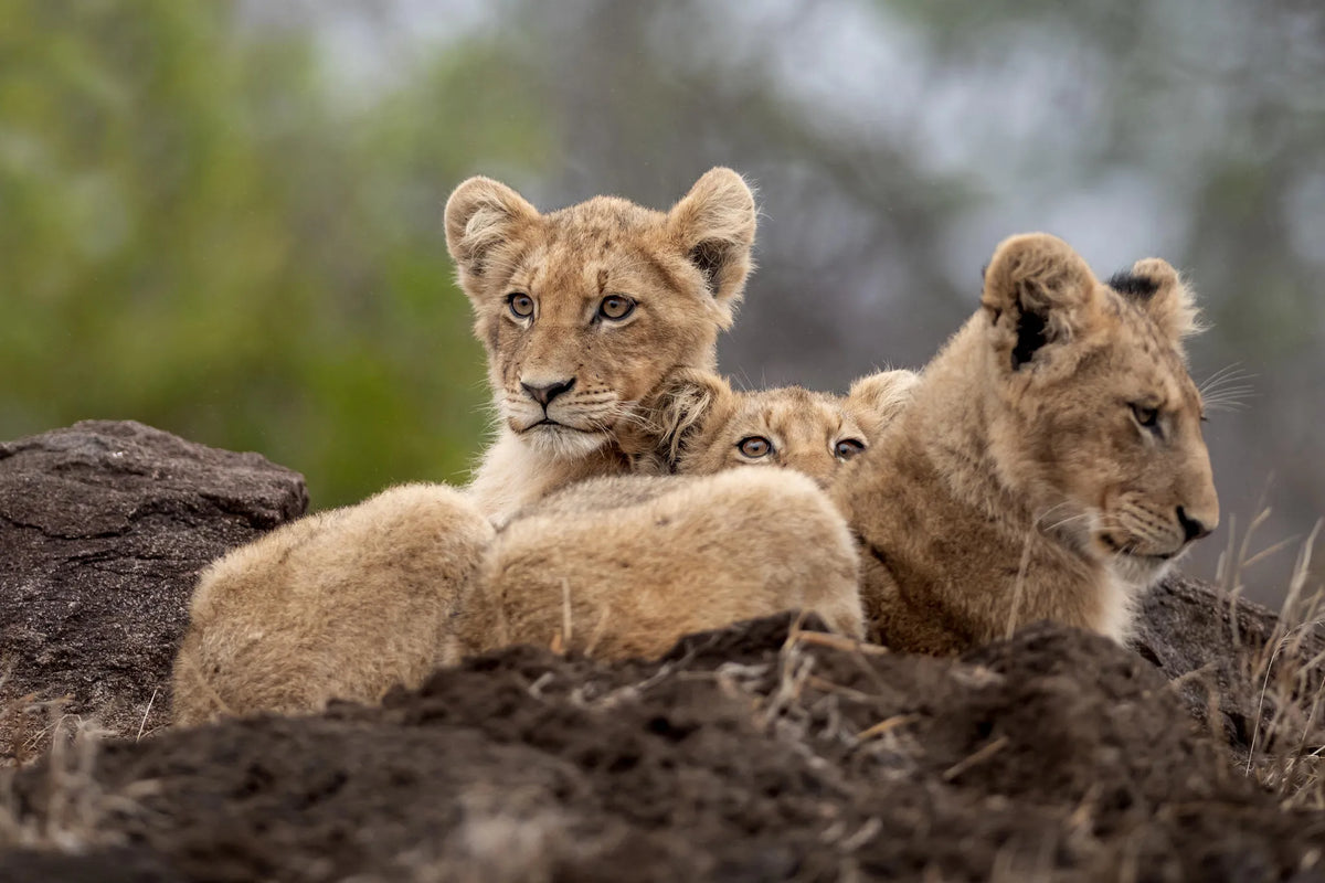 Singita Ebony Lodge at Singita Ebony Lodge, Sabi Sand Nature Reserve, South Africa.