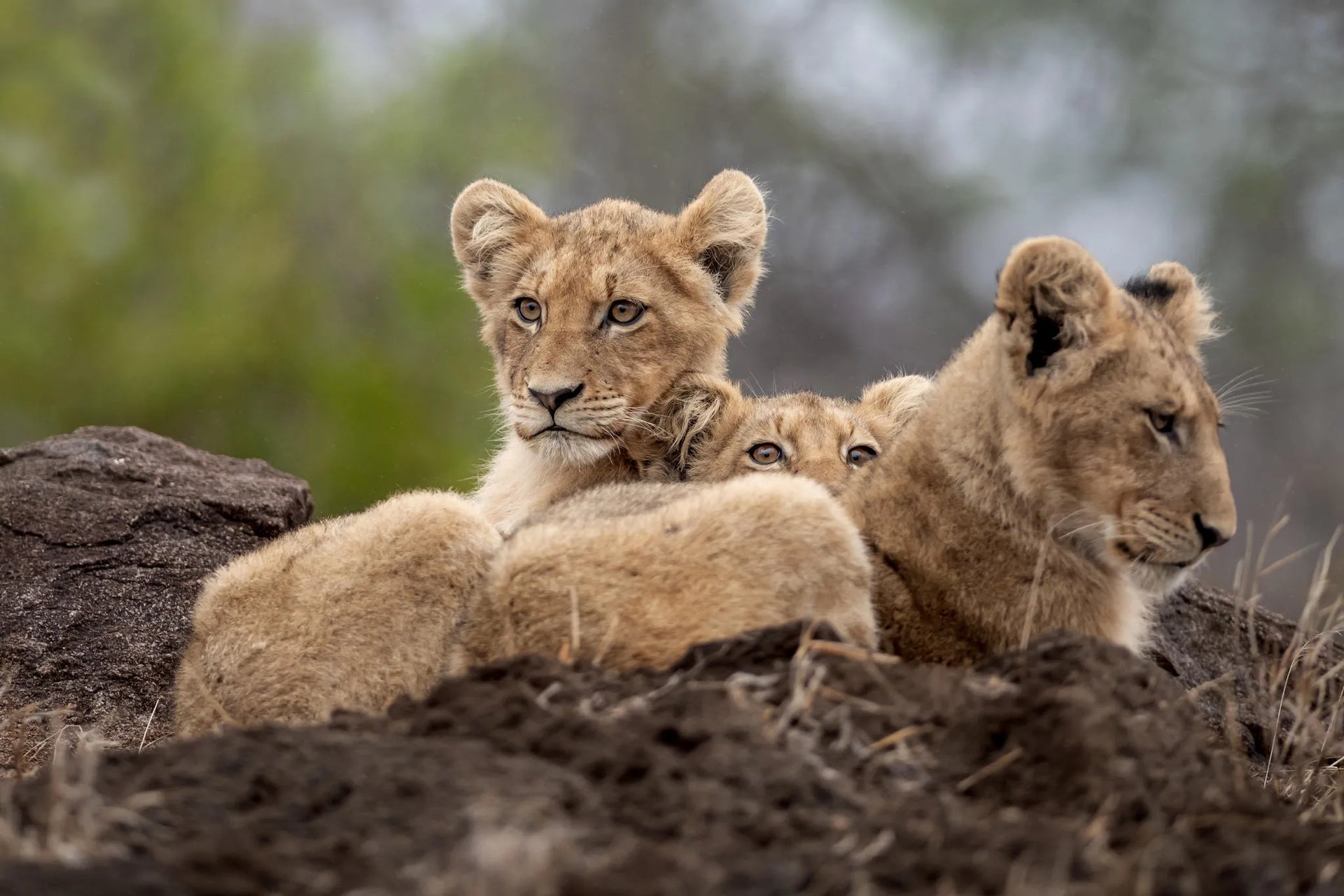 Singita Ebony Lodge at Singita Ebony Lodge, Sabi Sand Nature Reserve, South Africa.