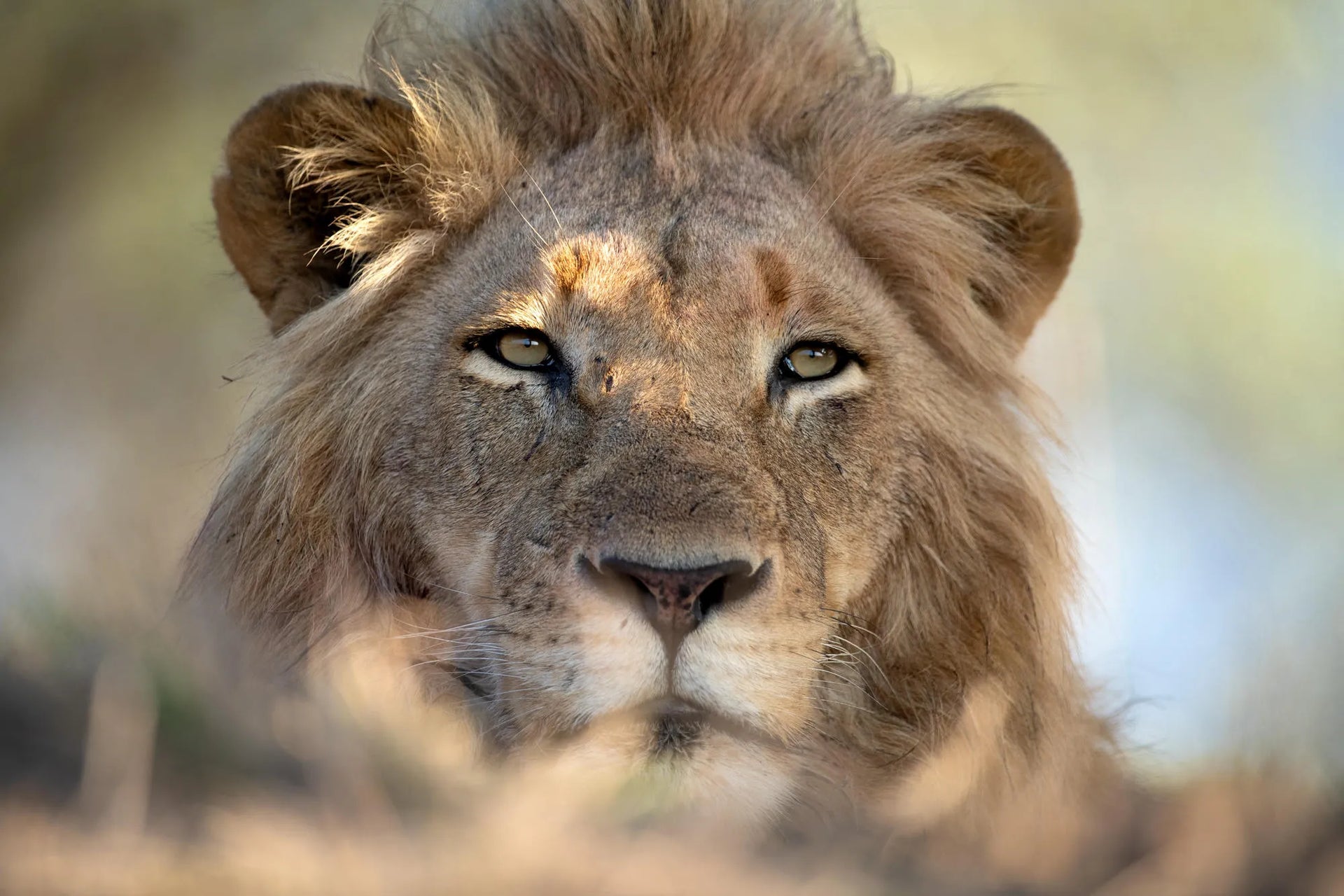 Singita Ebony Lodge at Singita Ebony Lodge, Sabi Sand Nature Reserve, South Africa.