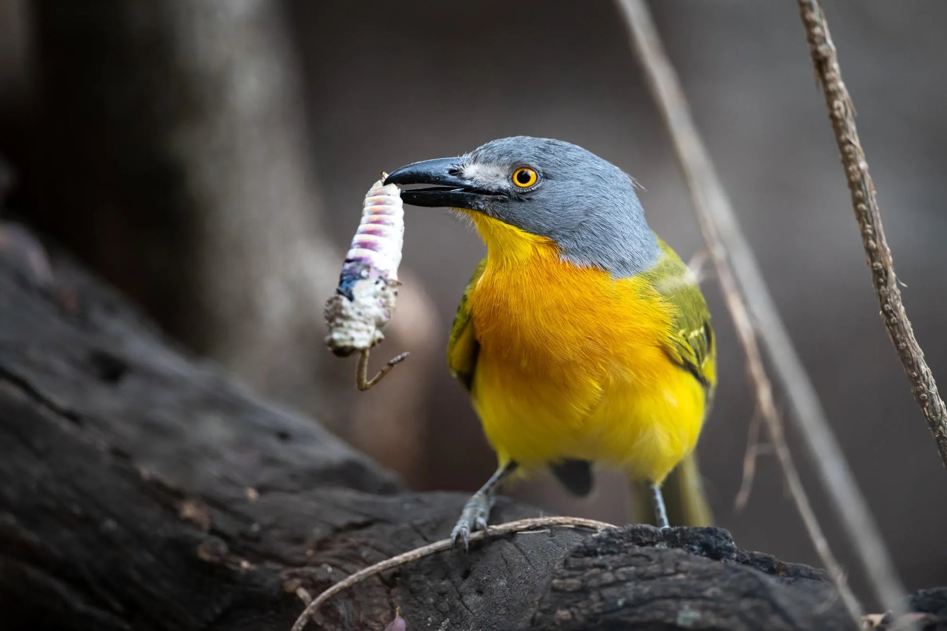 Grey-headed bushshrike at Singita Ebony Lodge, Sabi Sand Nature Reserve, South Africa.