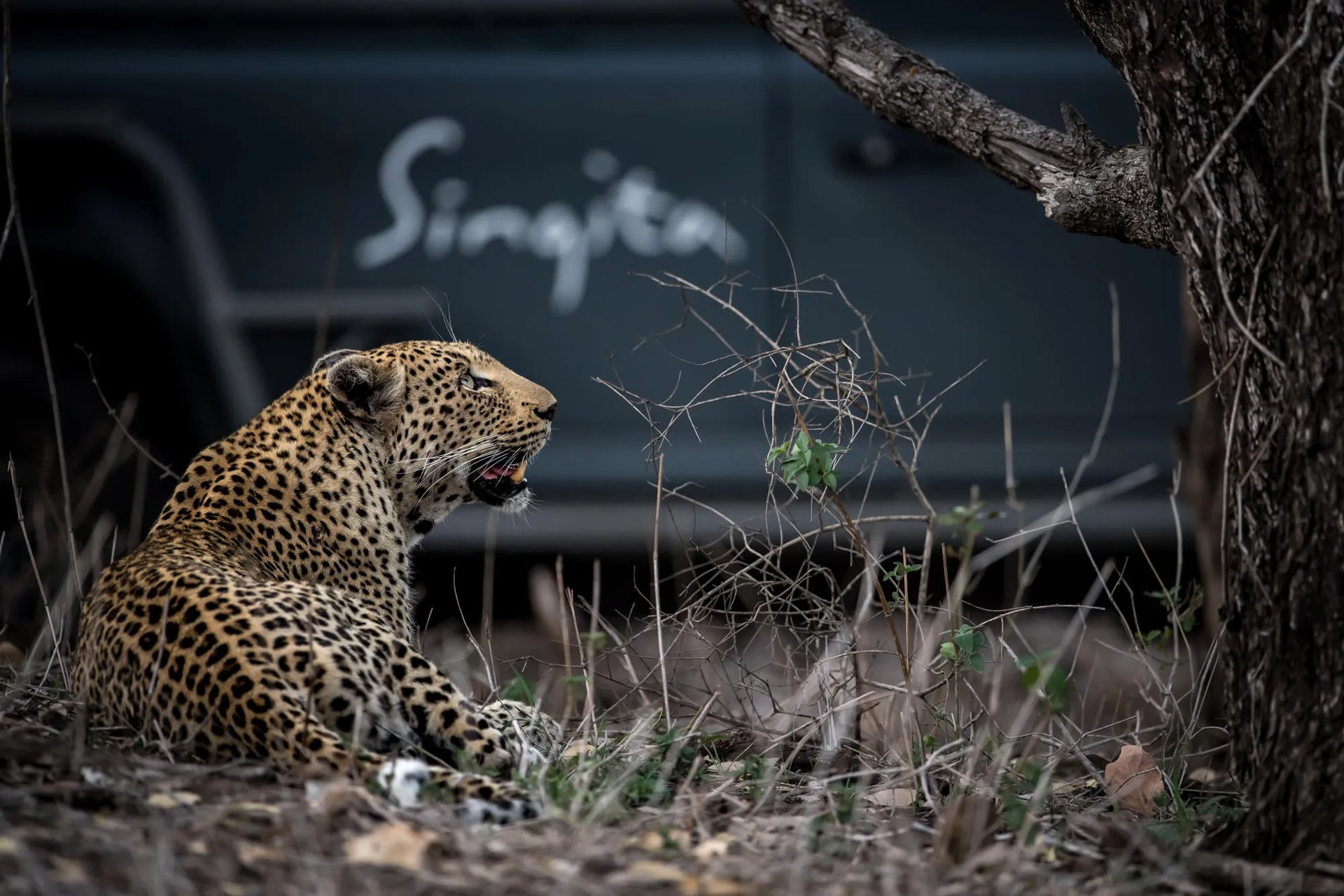 Game Drive at Singita Ebony Lodge, Sabi Sand Nature Reserve, South Africa.
