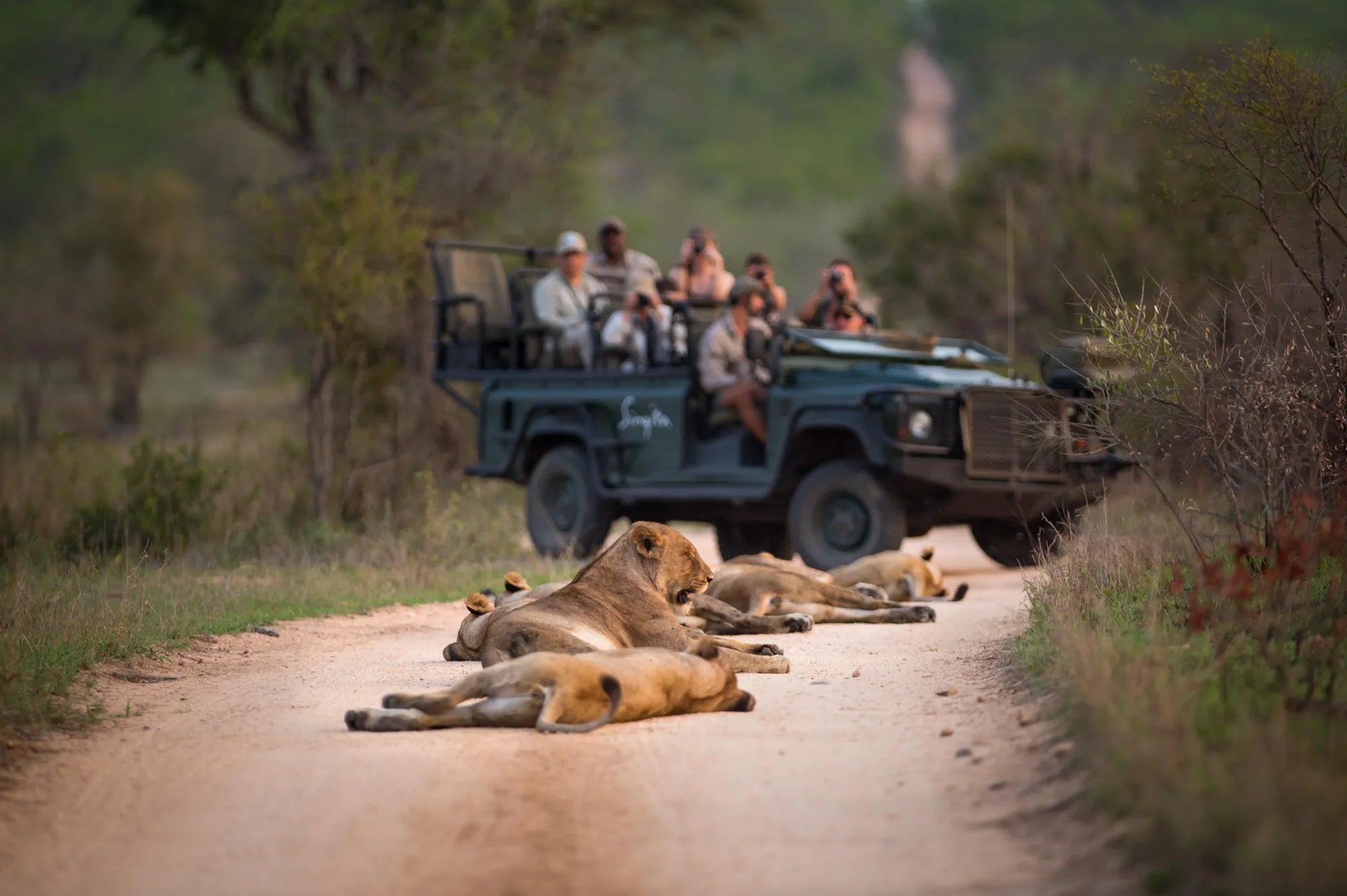 Game Drive at Singita Ebony Lodge, Sabi Sand Nature Reserve, South Africa.