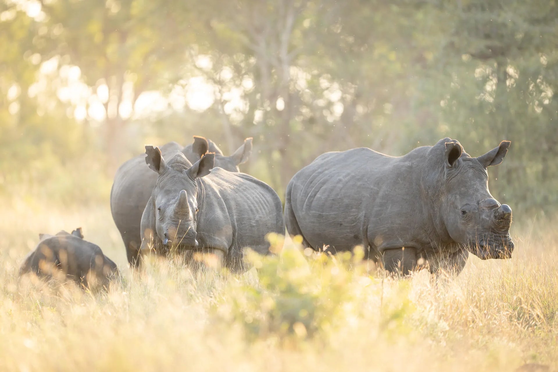 Rhionos at Singita Ebony Lodge, Sabi Sand Nature Reserve, South Africa.