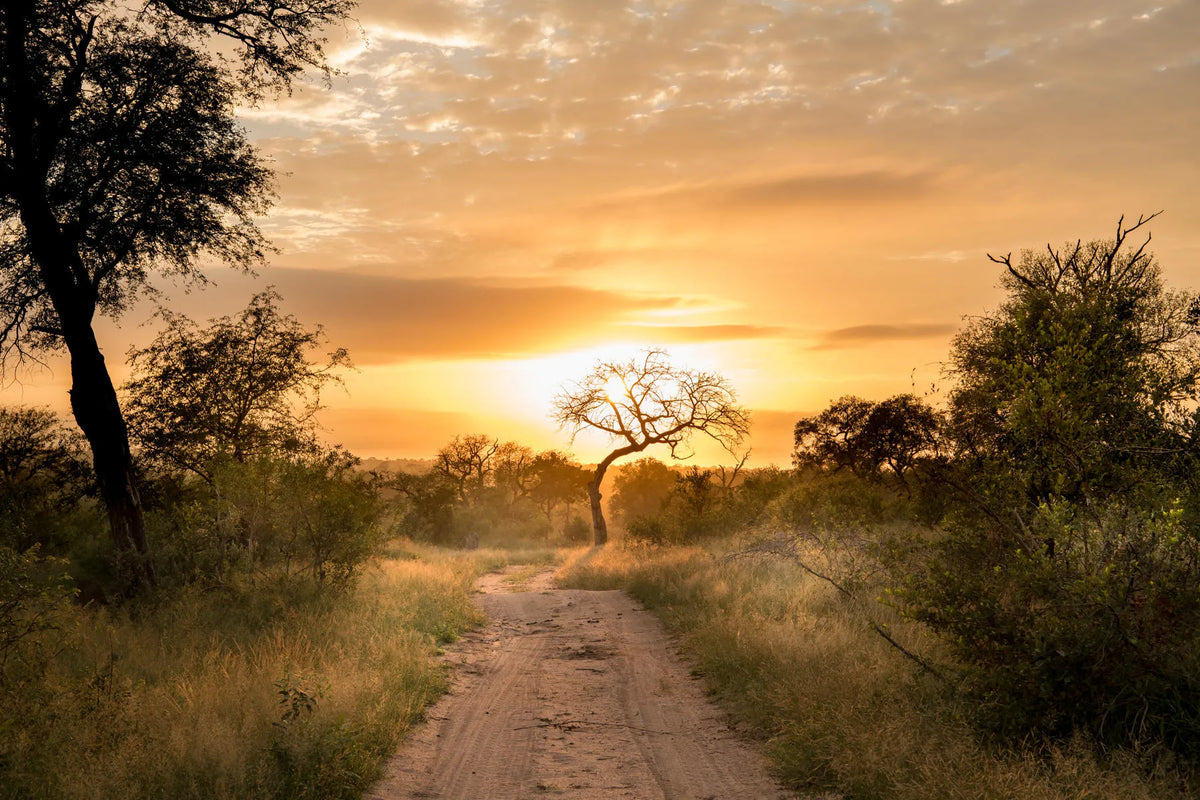 Sabi Sand Sunrise at Singita Ebony Lodge, Sabi Sand Nature Reserve, South Africa.