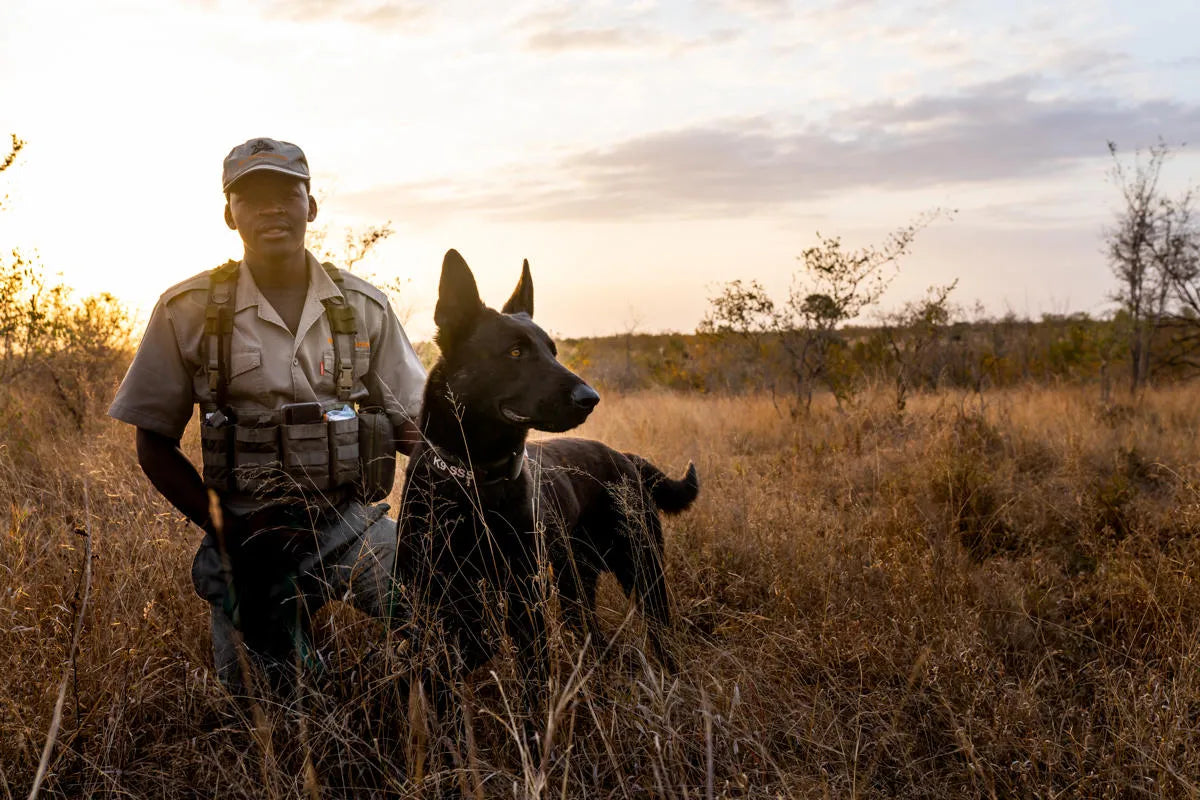 K9 Unit - Tshephiso & Lucky at Singita Ebony Lodge, Sabi Sand Nature Reserve, South Africa.