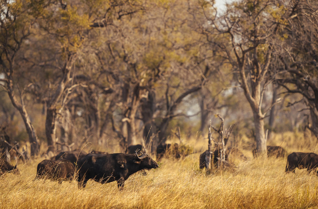 Game Drives  gallery image 10