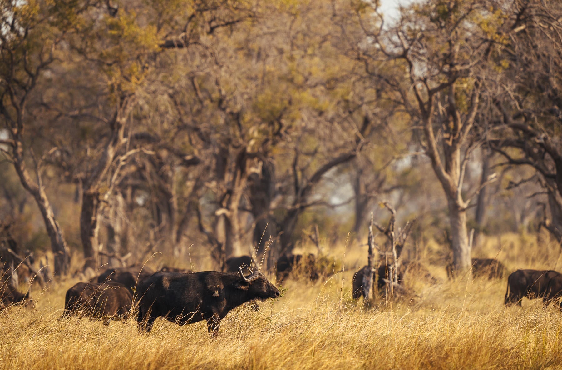 Game Drives  gallery image 10