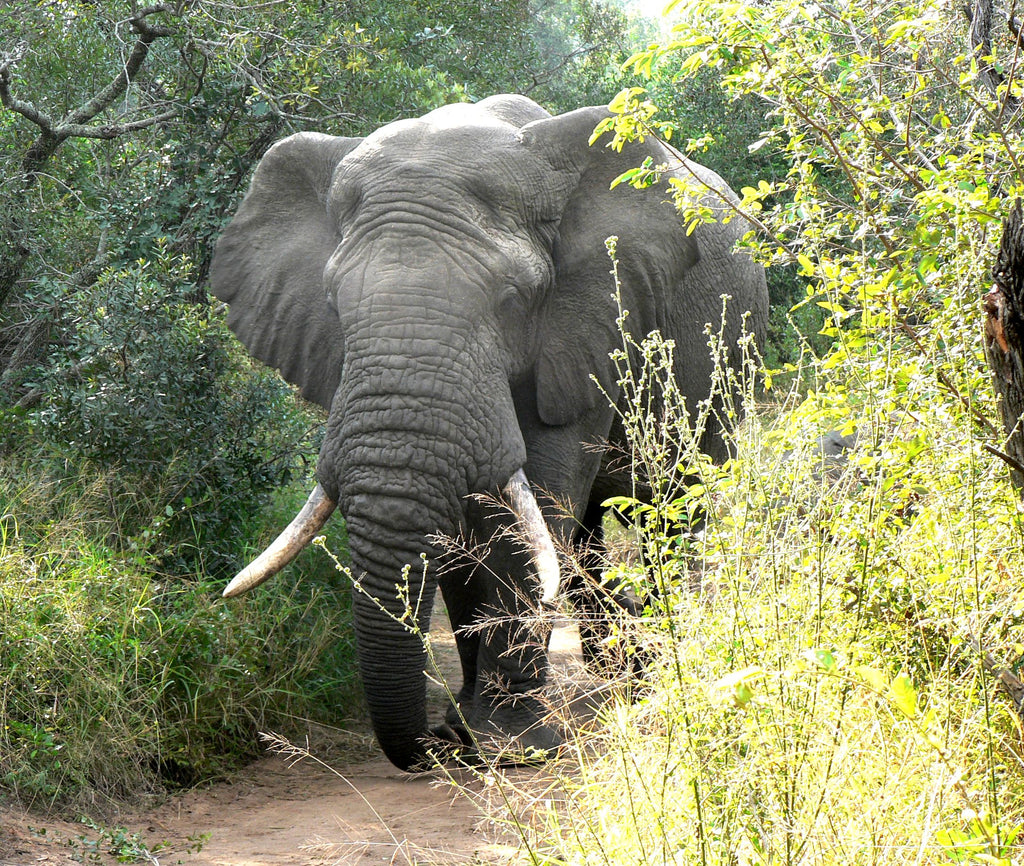 An elephant bull coming up the footpath.