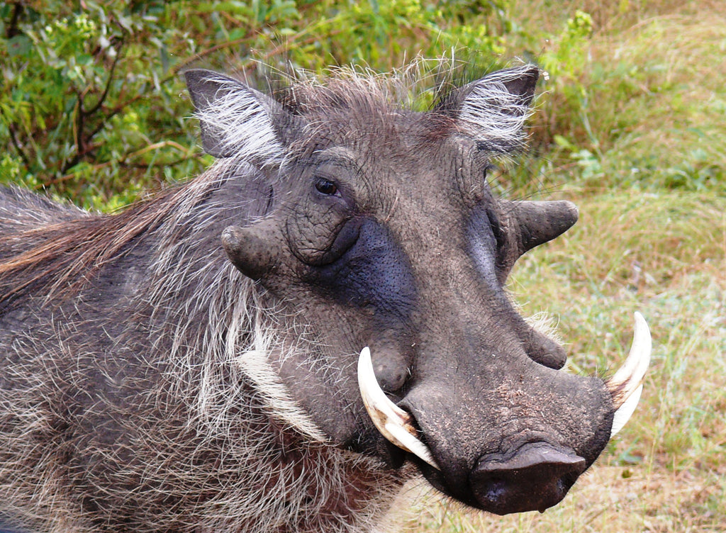 Old Pumba