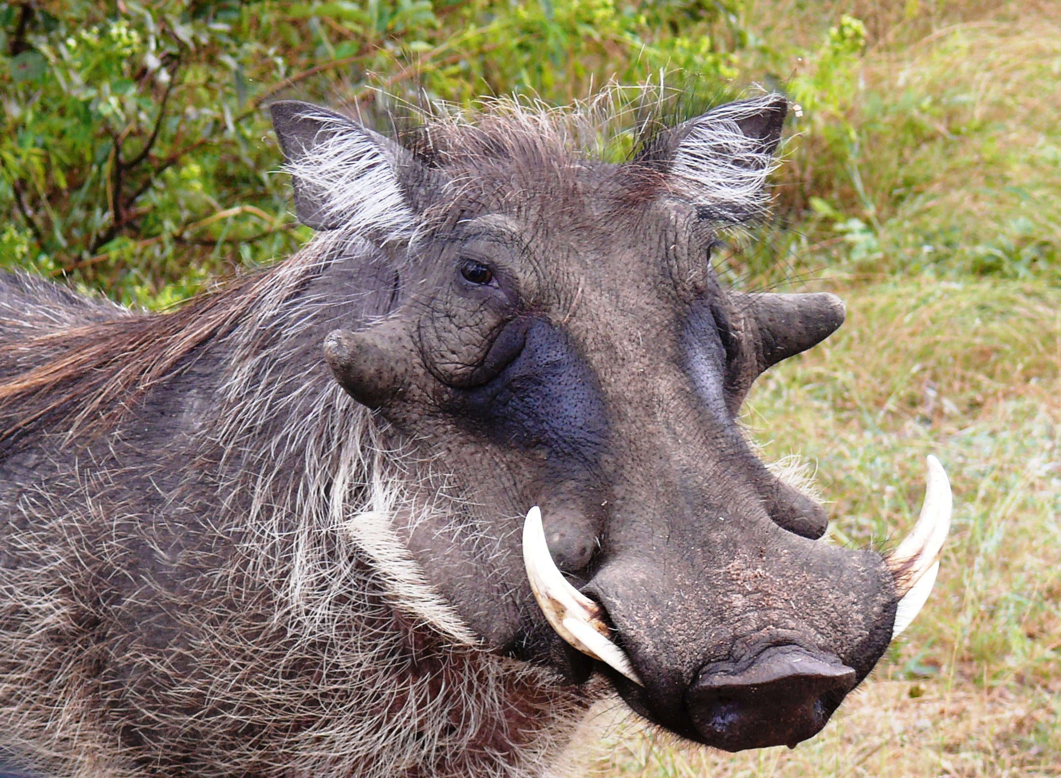 Old Pumba