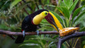 Wildlife