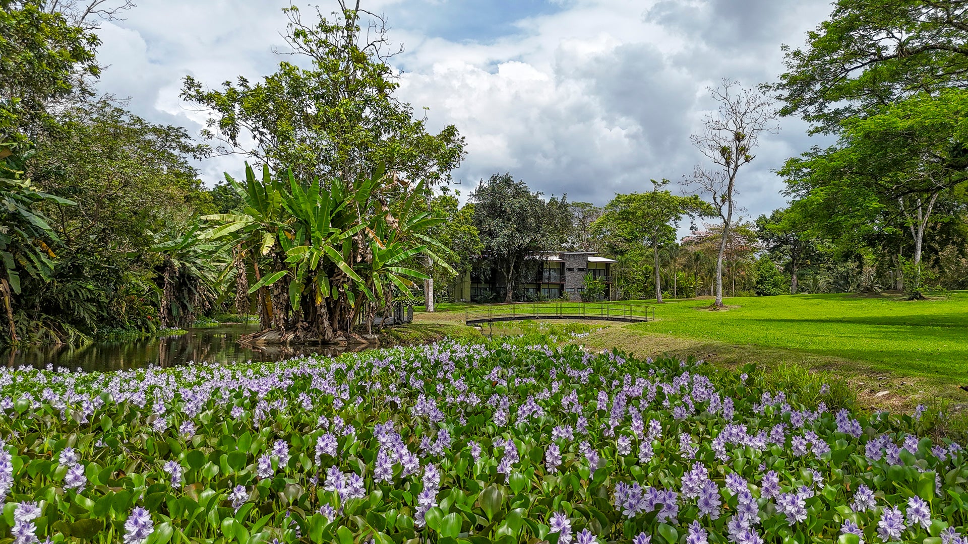 Lagoon in the tropical garden