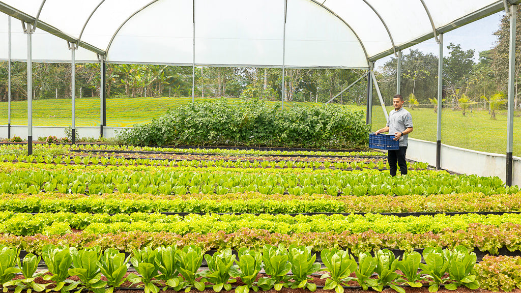 Farm to table Organic Greenhouse