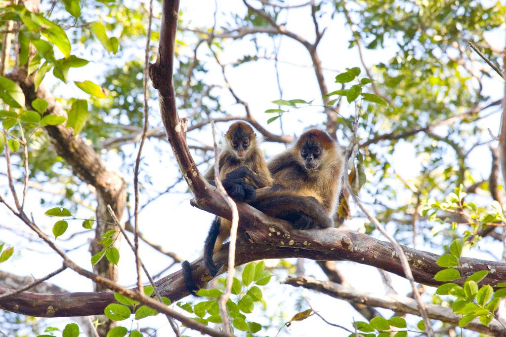 Fauna at Rincón de la Vieja
