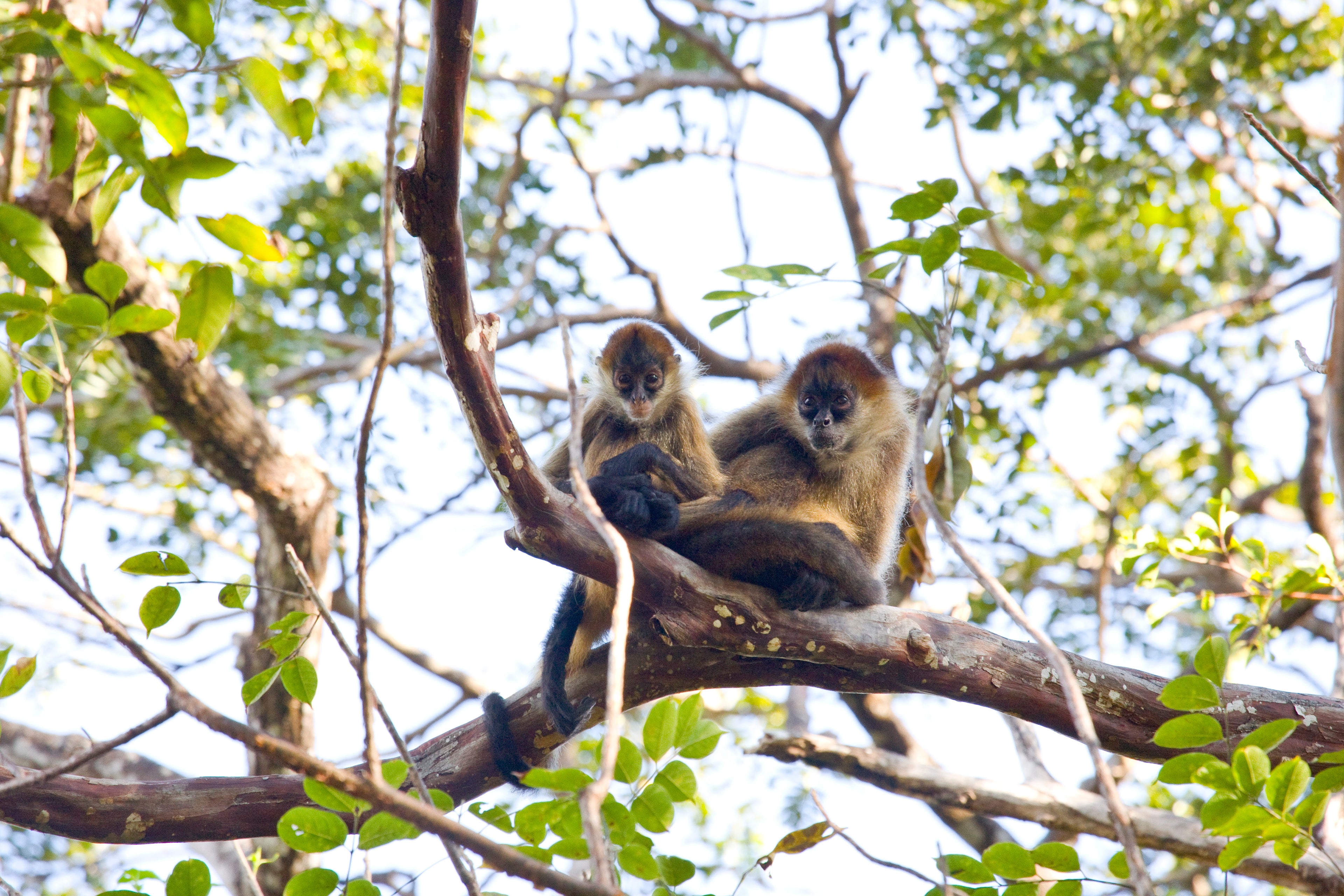 Fauna at Rincón de la Vieja