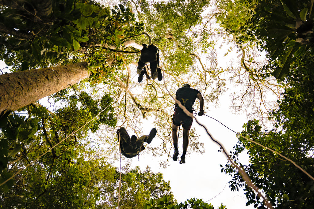 Ficus Tree Climbing