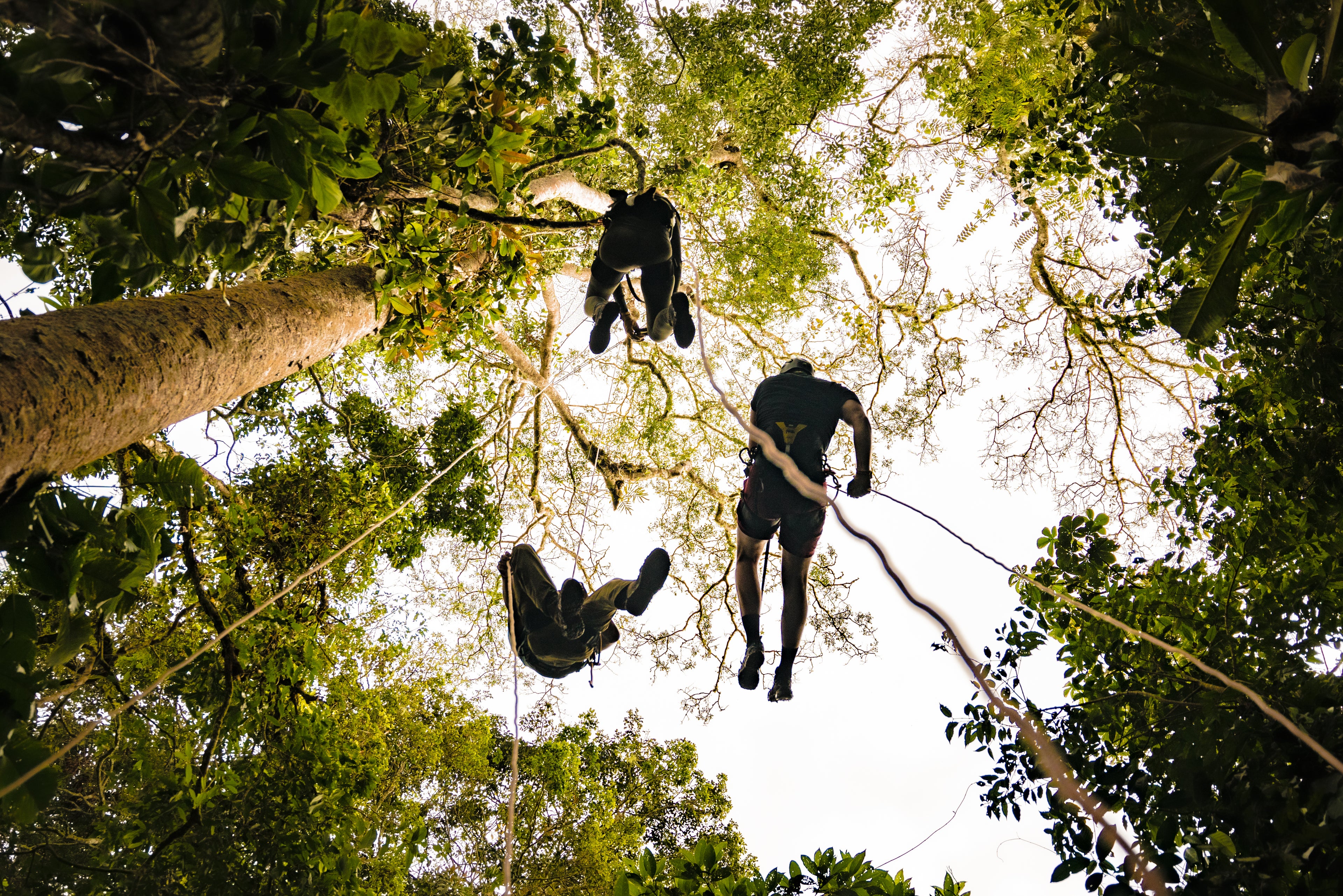 Ficus Tree Climbing